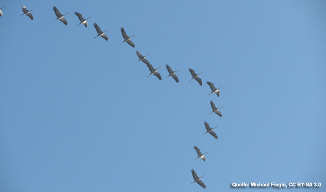 Stadtwerke MR-Gutachten erklärt Vogelzug für irrelevant