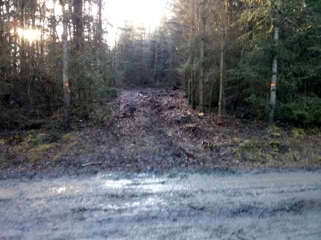 Sondierungsbohrungen und Fällarbeiten im Wollenberg