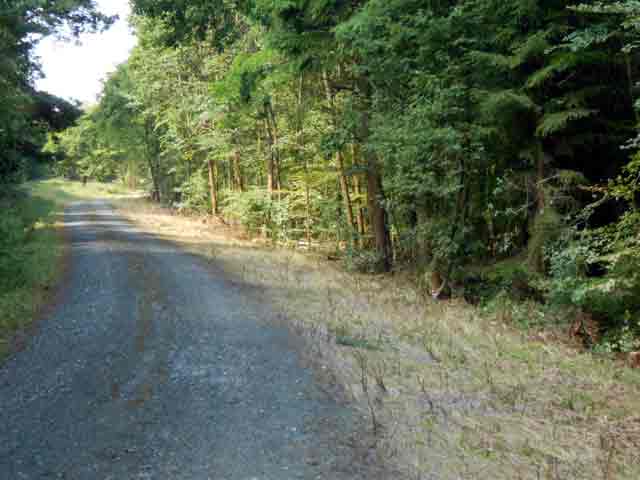Hessen-Forst planiert Wege im Wollenberg
