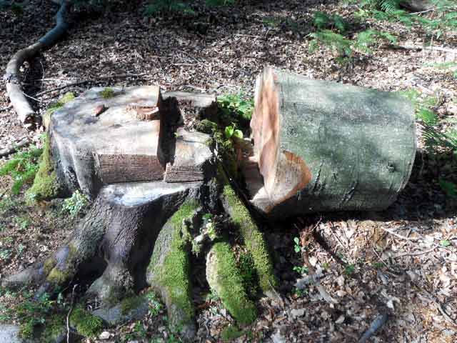 Stadtwerke Marburg: Bereits 2,1 Mio. Euro in Windparkplanungen Wollenberg investiert