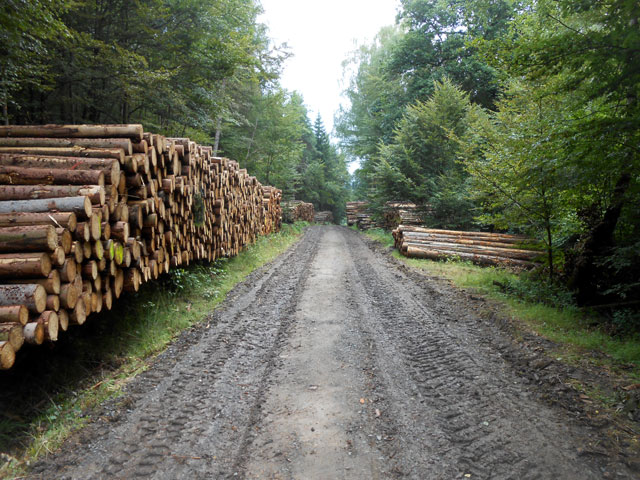 Zwischengelagertes Rundholz