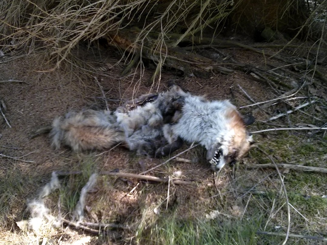 Staupe im Wollenberg