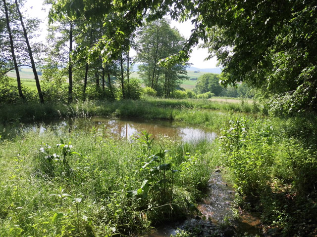 Hochwasser und industrielle Forstwirtschaft