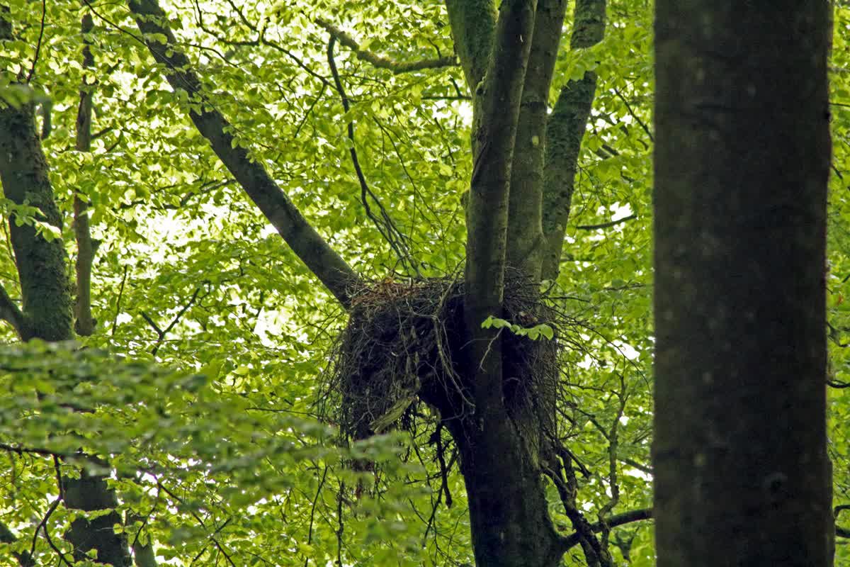 Görzhäuser Hof – Windkraftplanungen vorerst gescheitert [Update]