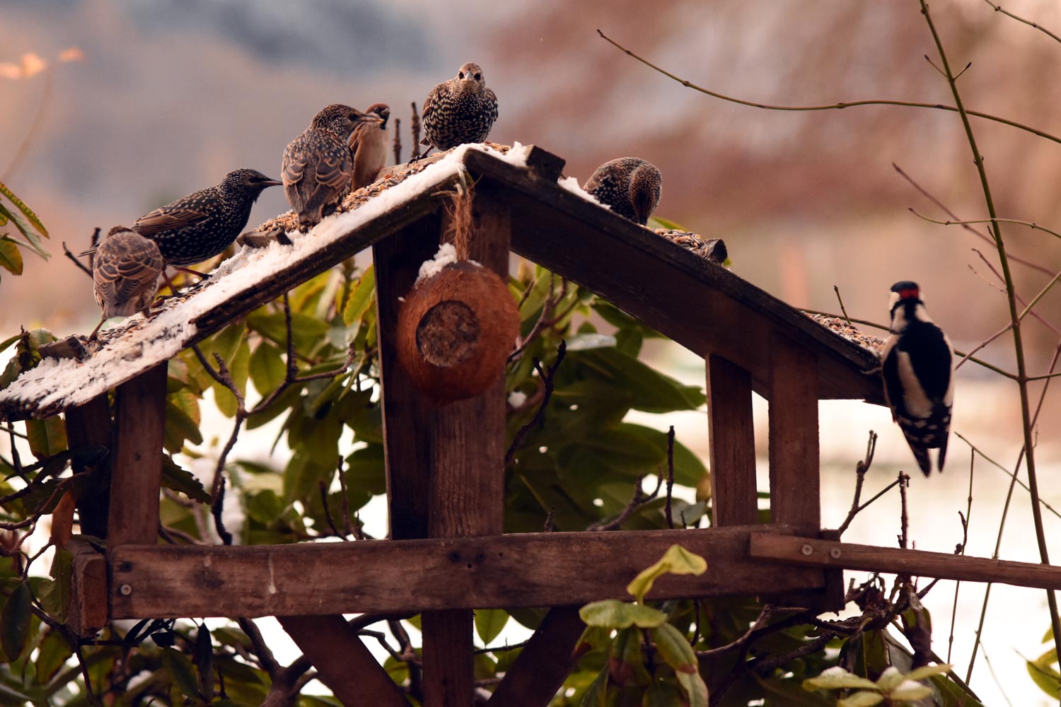 Erste Ergebnisse: Vogelzählungen im Bereich Wollenberg