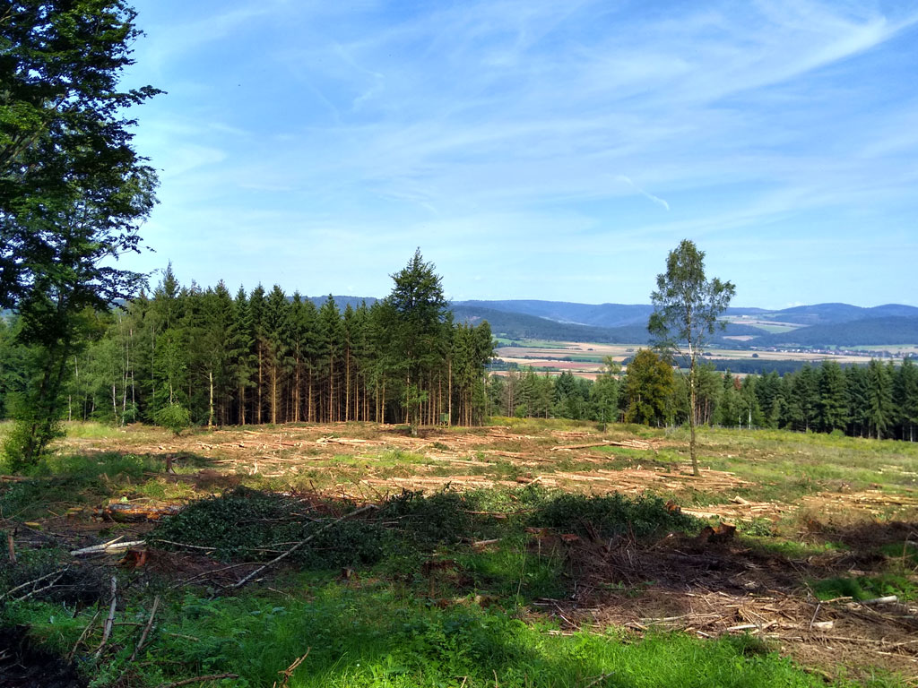 Klimaschutz und Forstwirtschaft – Eine Fehlanzeige