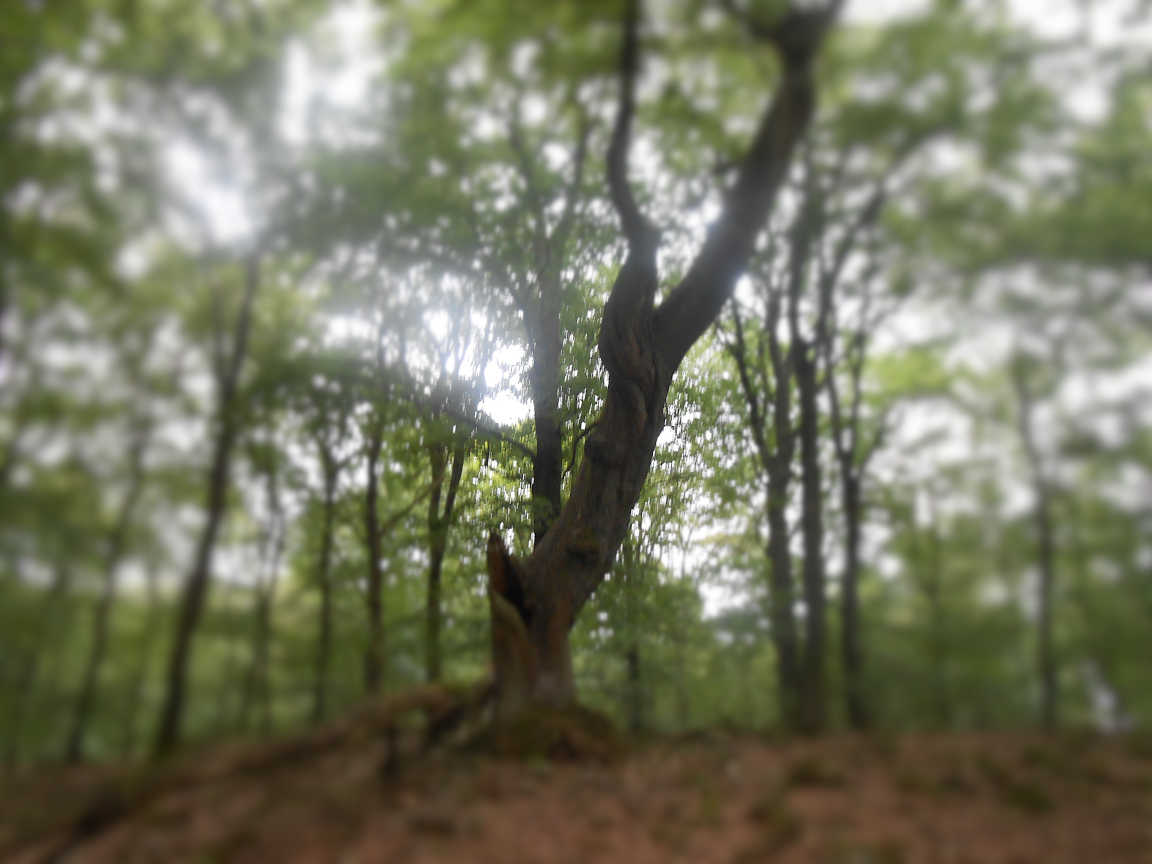 Windpark Wollenberg ist gescheitert!